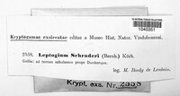 Leptogium schraderi image